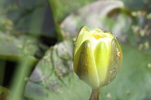 Yellow Water lily flower in a pond photo