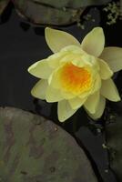 Yellow Water lily flower in a pond photo