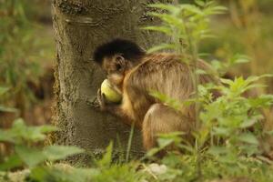 capuchin monkey in a forest photo