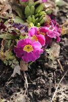 pink and yellow primrose photo