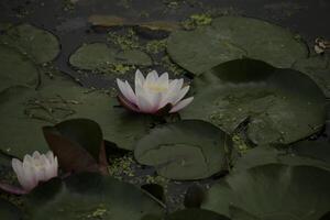 pink Water lily flower in a pond photo