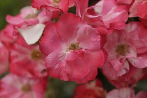 double red white roses in close up photo