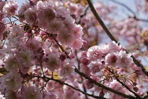 cerca arriba de un rama de japonés Cereza florecer foto
