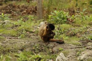 capuchin monkey in a forest photo