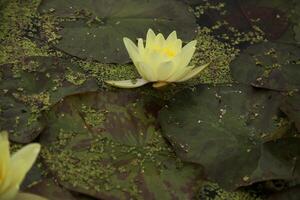 Yellow Water lily flower in a pond photo