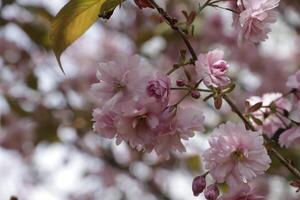 cerca arriba de un rama de japonés Cereza florecer foto