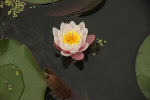 pink Water lily flower in a pond photo