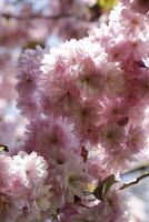 cerca arriba de un rama de japonés Cereza florecer foto