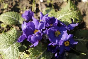 blue primrose with a yellow heart photo