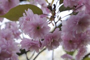 cerca arriba de un rama de japonés Cereza florecer foto