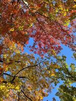 vertical nature background with autumn leaves canopy against blue sky photo