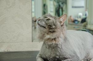 gato acostado en aseo mesa después Corte de pelo foto