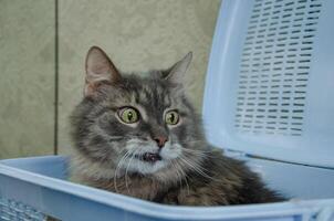 gato sentado en un cesta portador y echar un vistazo fuera foto