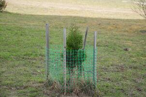 Thuja seedlings are planted on the lawn and covered with a net. High quality photo