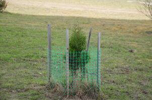 Thuja seedlings are planted on the lawn and covered with a net. High quality photo