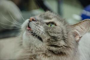 gato cabeza retrato con verde ojos foto