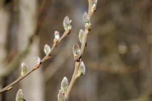 primavera floración sauce árbol, brotes floreciente foto