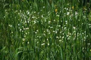 In summer, white flowers bloom among the grass photo