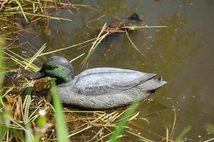 Artificial Wooden Duck Lure In Pond photo