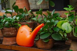 A watering can stands near the flowers in pots photo