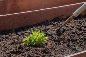 Loosening the soil in the bed around chrysanthemum flower seedlings. High quality photo