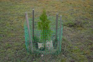 thuja plántulas son plantado en el césped y cubierto con un neto. alto calidad foto