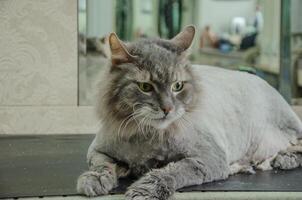 gato acostado en aseo mesa después Corte de pelo foto