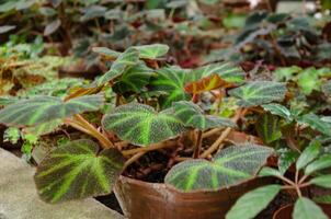 Chloroneura begonia in a ceramic pot among other flowers photo