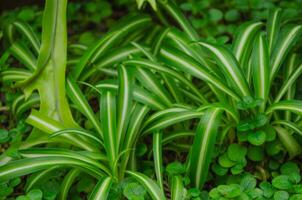 Chlorophytum flower plant for home or office, green background photo