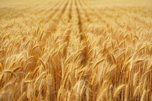 yellow wheat field photo