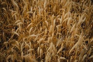 yellow wheat field photo