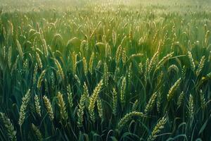 yellow wheat field photo