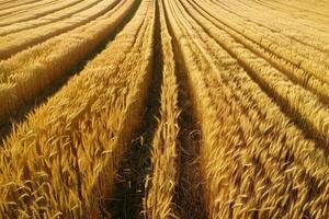 campo de trigo amarillo foto