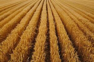 campo de trigo amarillo foto