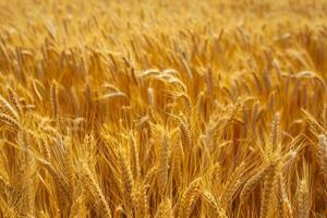 campo de trigo amarillo foto