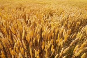 campo de trigo amarillo foto