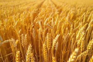 campo de trigo amarillo foto