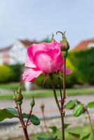 Rosa flor en el jardín foto