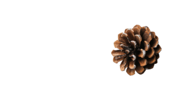 The Pine Cone on Transparent Background png