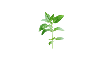 Isolated Basil on Transparent Background png