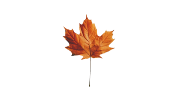 Maple Leaf in Fall on Transparent Background png
