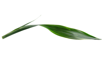 leek leaf isolated isolated on the transparent background, Format png