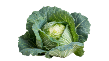 Cabbage isolated isolated on the transparent background, Format png