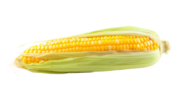 Ear of corn, corn cob isolated on the transparent background, Format png