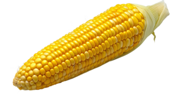 Isolated Corn Cob isolated on the transparent background, Format png