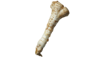 Horseradish's Solo isolated on the transparent background, Format png