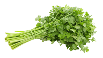 Celery in Isolation on Transparent Background png