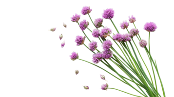 Chives Portrait on Transparent Background png