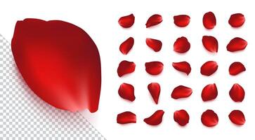 Set of realistic rose petals of different shapes with shadow. Isolated red, burgundy volumetric petal on transparent white background. Template for greeting romantic cards. Close-up. vector