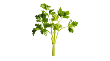 Celery Harmony on Transparent Background png